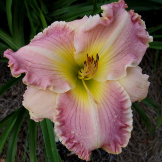 Caledonia Plantation